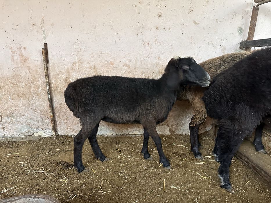 Мода куй сотилади 3.5 милионга 2,7 милион