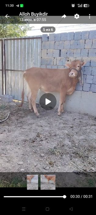 2 ta buqa sotiladi yoshiga tulgan