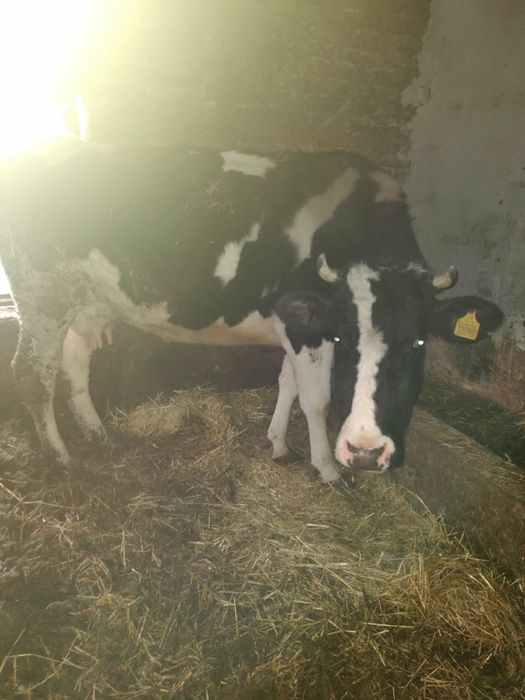 Крава около 500кг