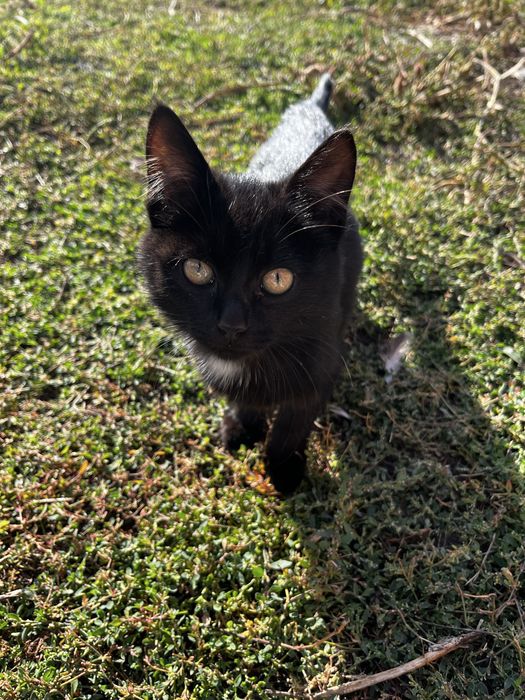 Котенок девочка в добрые руки