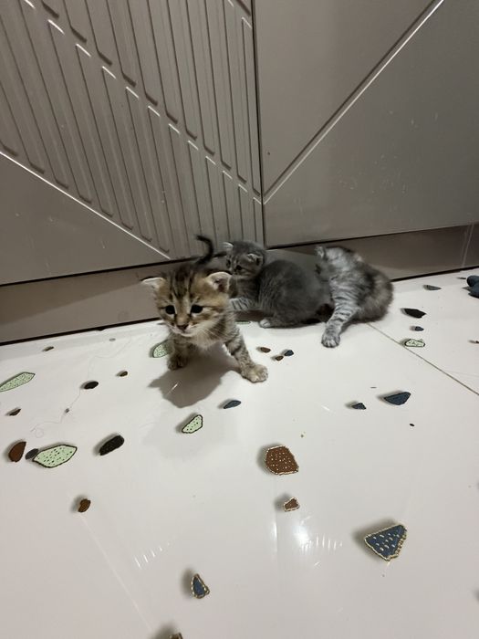 Шотландиялык мысыктар