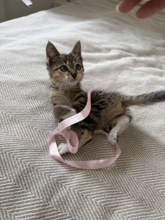 Котенок в добрые руки