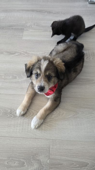Donez catel de 2 luni, mascul in iasi