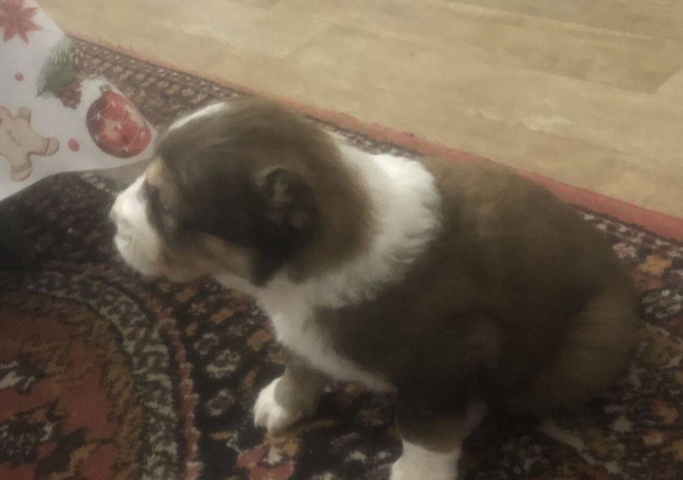 Алабай күшігі родословный