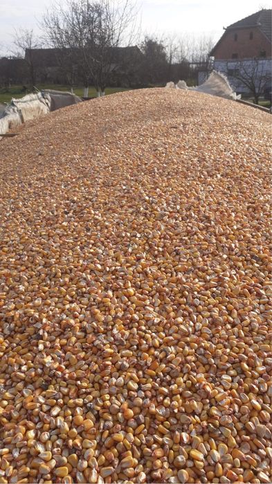 Vand varza pentru murat si porumb productie 2025