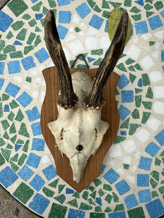 Trofeu de vânătoare – craniu de căprior montat pe lemn