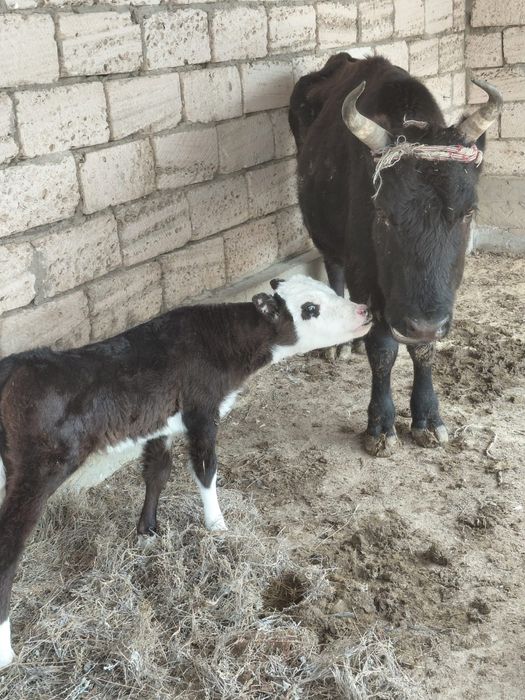 Буқа сатвладыыыы