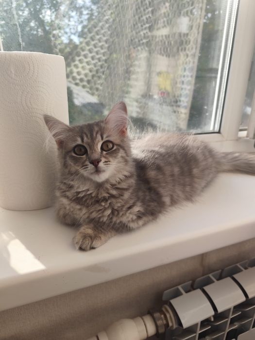 Кошечка домашняя