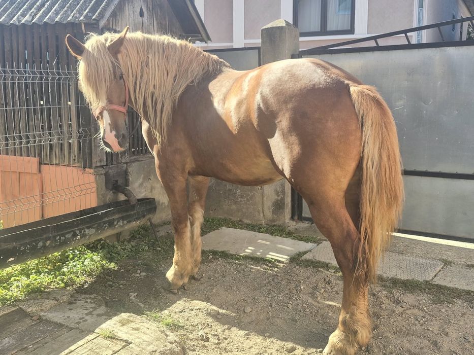 Cal in vârstă de 9 ani
