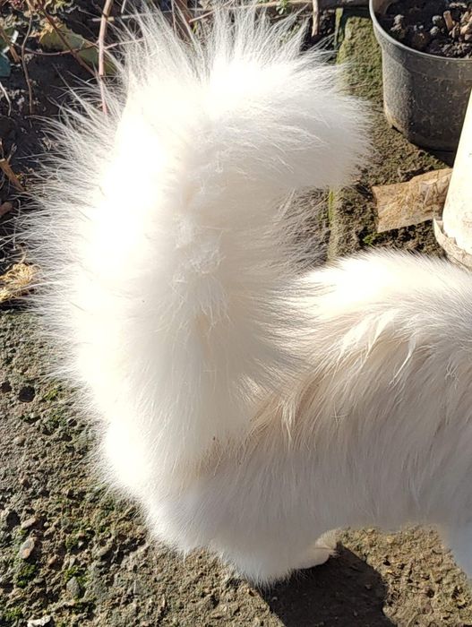 Бяло коте, женско, Персийска чинчила, снежно бяла, 7мес..