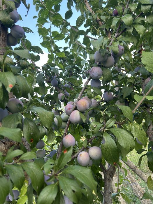 Pomi fructiferi ai vita de vie