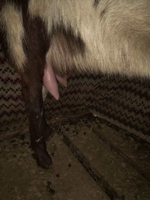 Таза қанды битал