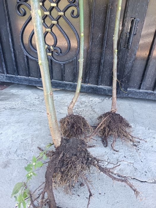 Butași de pawlounia de vânzare