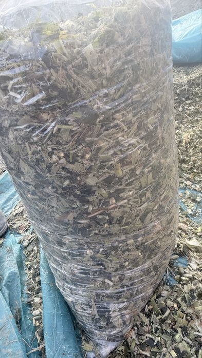 Silis doni bilan urilgan yaguar kanbayda