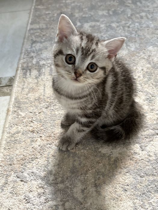 Мальчик. Шотланд