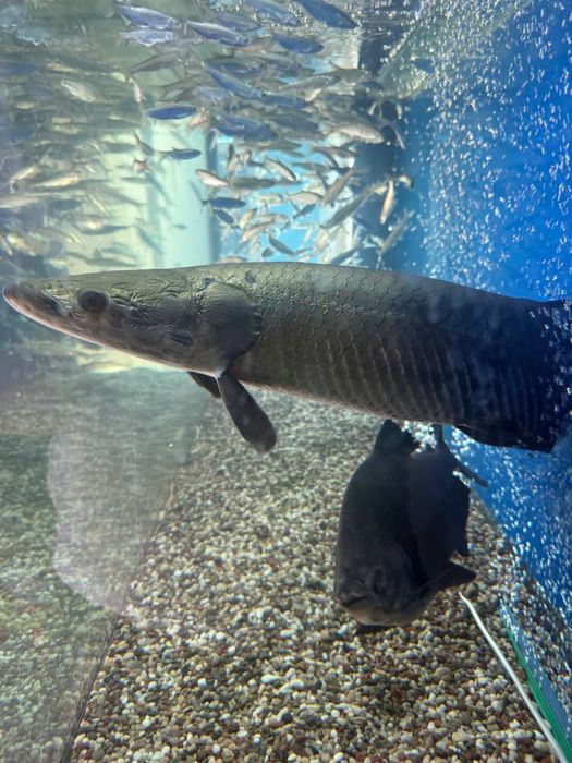 Arapaima 65sm xishnik
