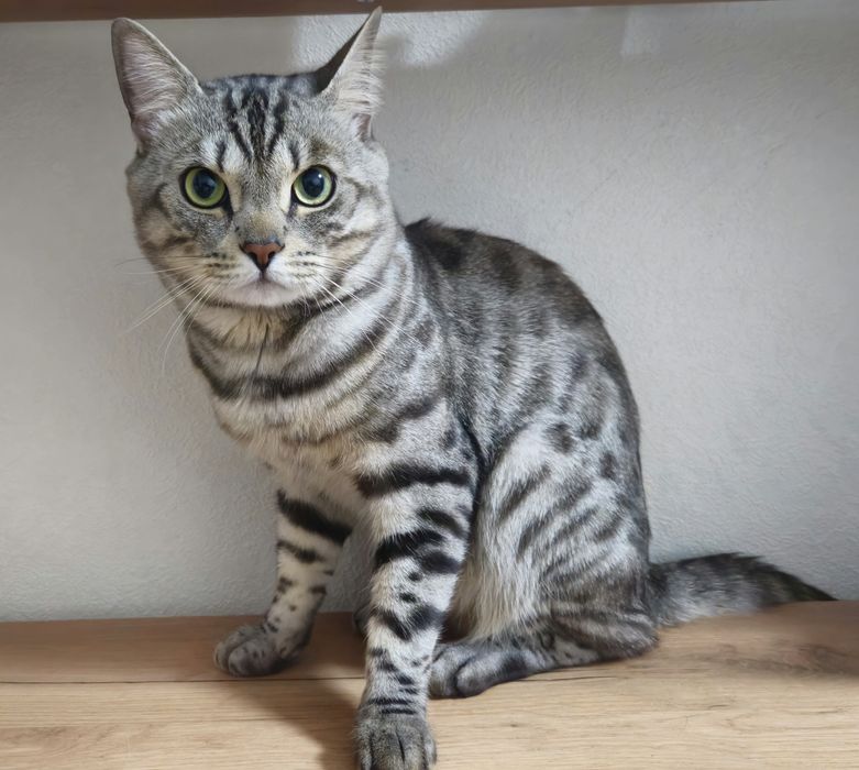 Отдадим кота в хорошие руки