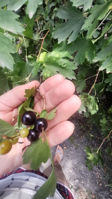 Продам домашнюю смородину