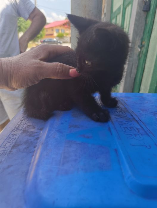 Черно мъжко коте