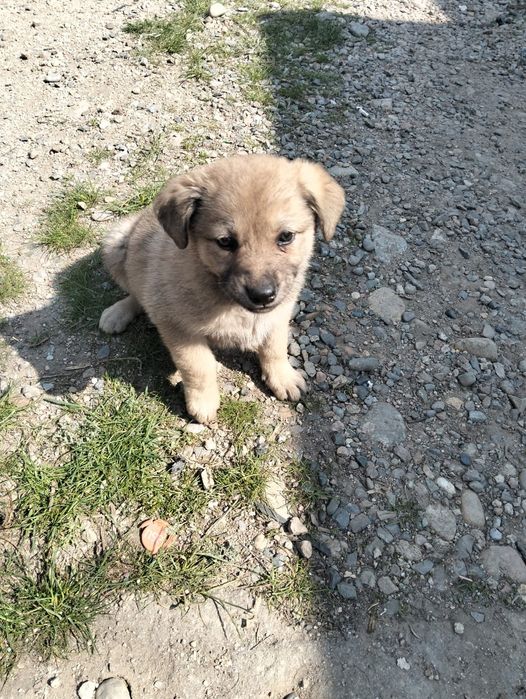 Отдам щенков в добрые руки