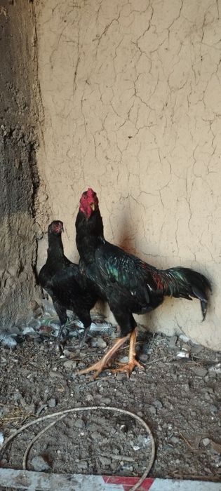 Куры дакан майски цена