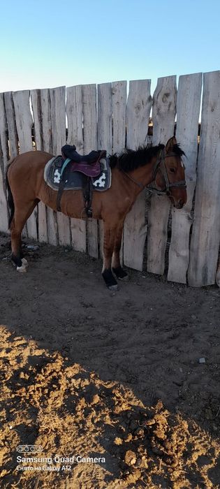 Су жорға байтал сатылады