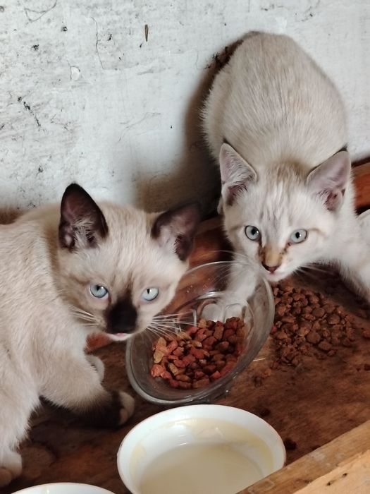 Отдам котёнка девочка