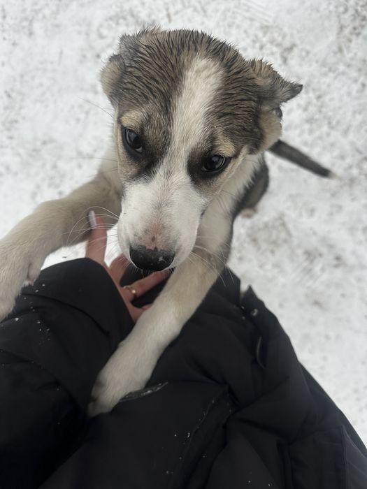 Отдам щенка в добрые руки