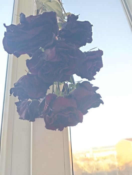 Сухоцветы для творчества