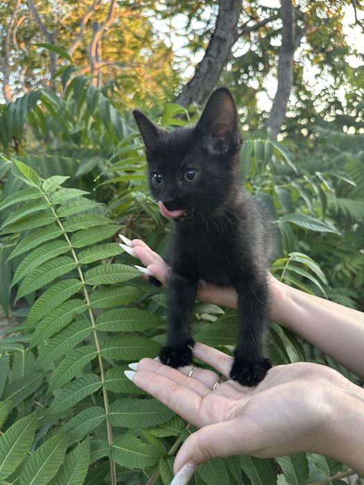 Котята в хорошие руки