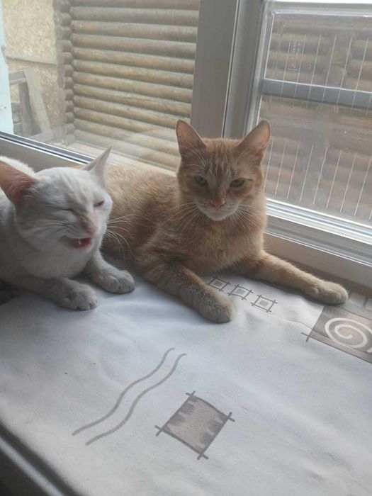 Симпатичные  КОТЯТА