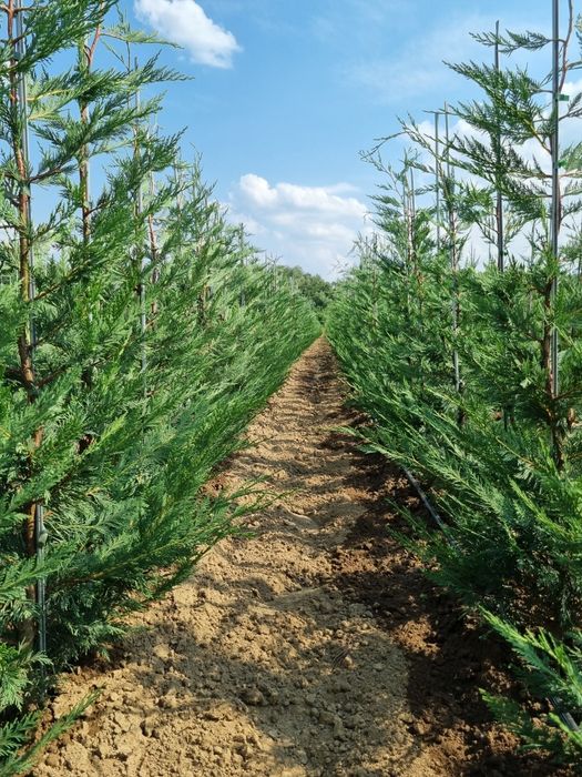 Pepiniera Cristea vinde Chiparos Leyland gard viu (altoit)