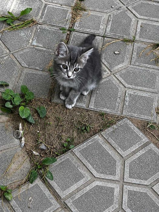 Пристраивается замечательный котёнок