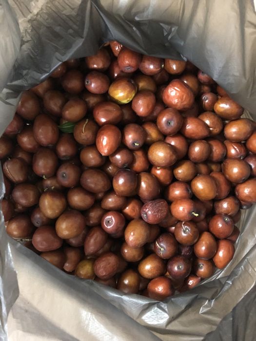 Хинап - китайска фурма - джинджи, фиданки