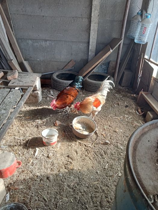 Vând porumbei de frumusete