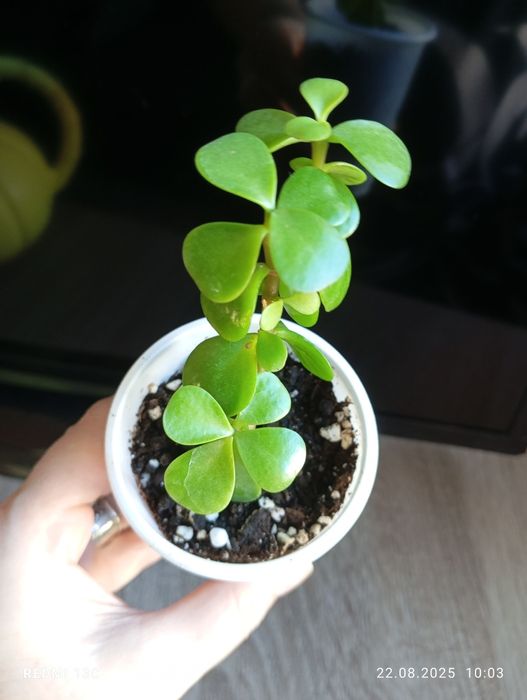 Продам отростки, суккуленты