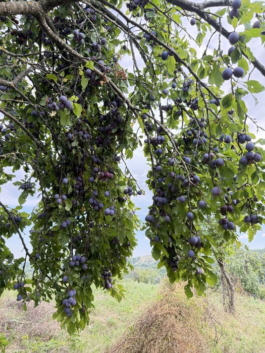 Prune grase bio 100%  pentru țuica