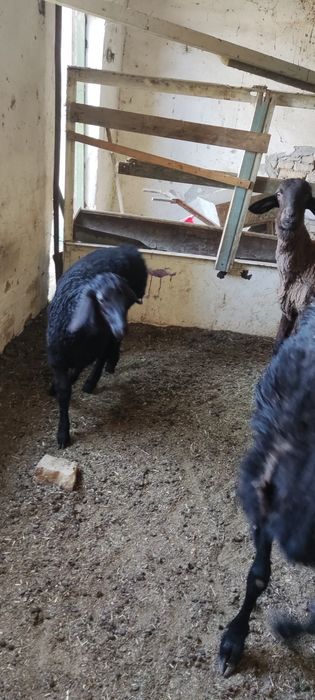 Куйлар  она бола сотилади