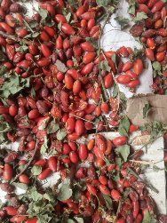 Гожи бутаси goji ko'chatlari