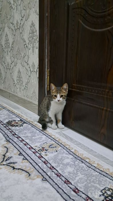 Отдам даром котенка, мальчик