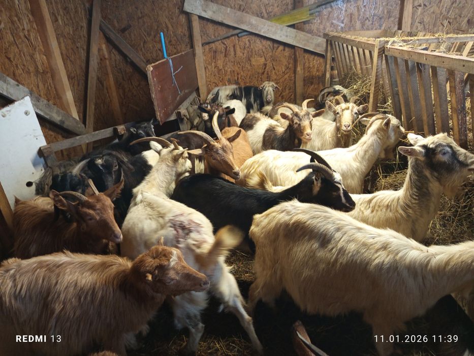 Schimb 60 de capre pe 80 de oi