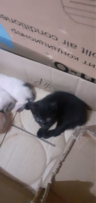 Отдам котят бесплатно