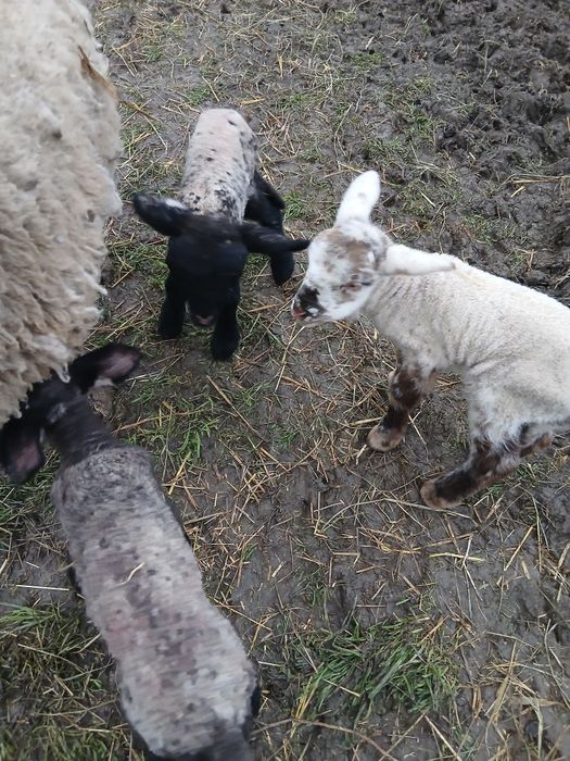 Vând miei din doi !