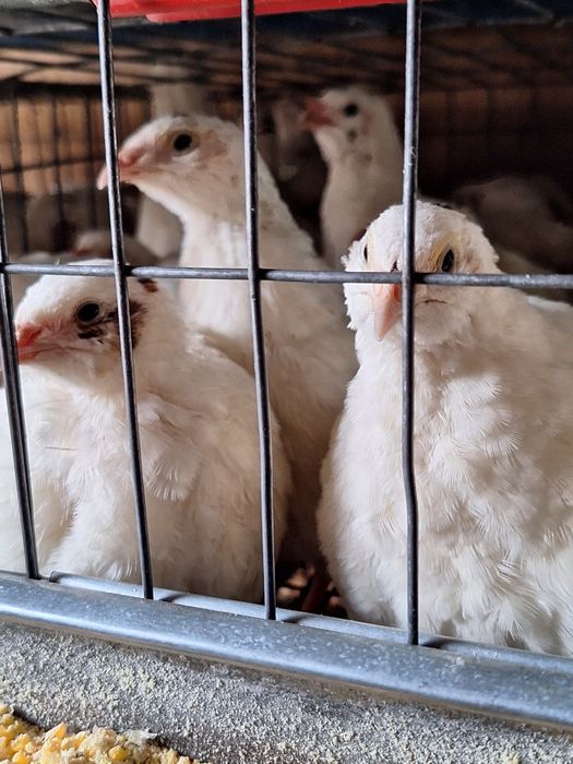 Prepelite giganta polara, japoneza mare , jumbo-gold ,celadon