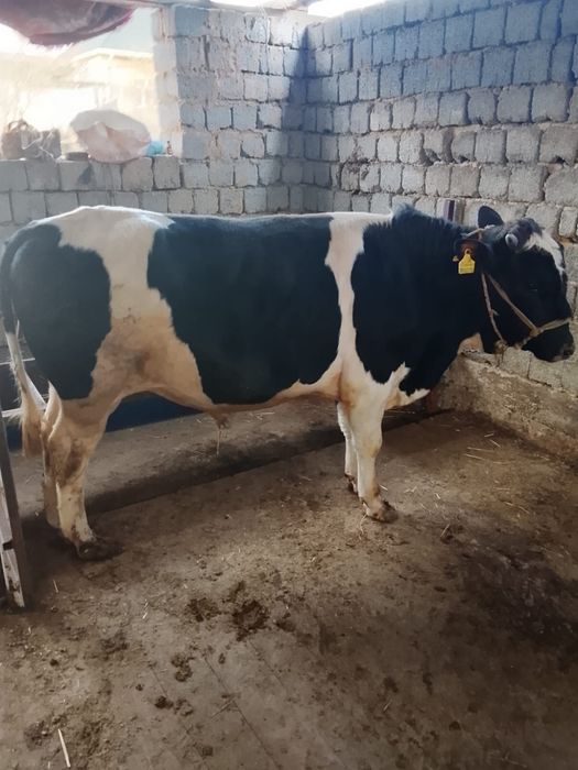 Бұқа сатылаады срочно