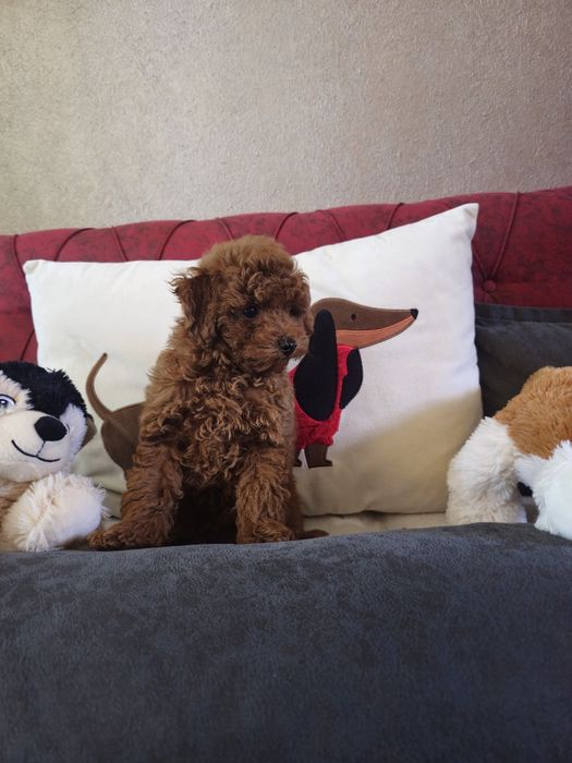 Мини пудел ред  ( Mini poodle red )