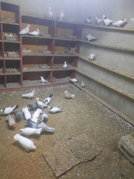 Голубы летние разние