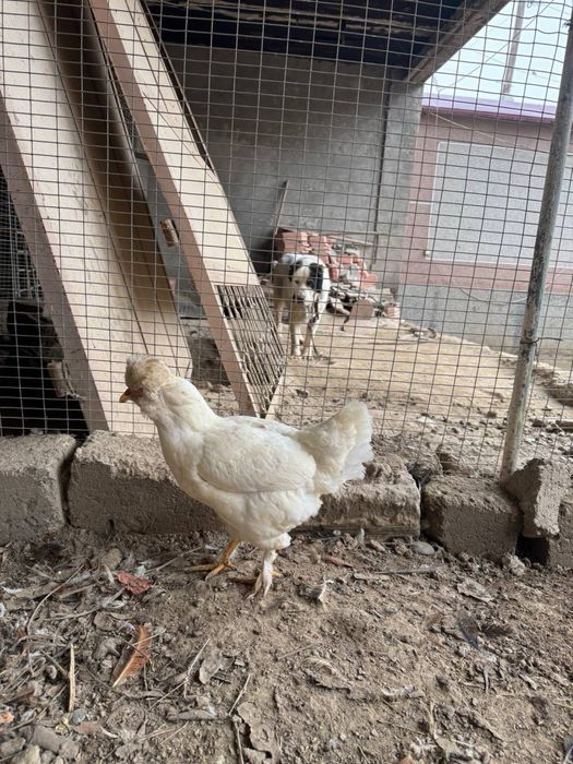 Продаю куриц породой куланги 5 штук