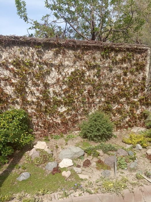 Дивичий виноград - Вичи