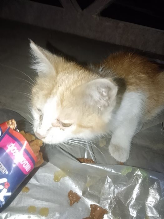 Котенок бесплатно